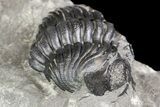 Two Eldredgeops Trilobite Fossils - New York #138809-2